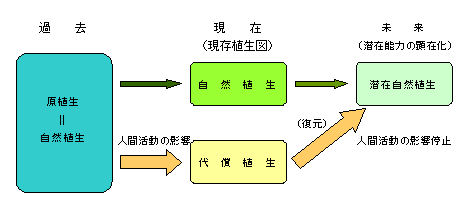 自然植生・代償植生等の概念模式図